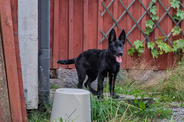 A black German Shepherd puppy in a garden in Bredebolet in Skaraborg in Vaestra Goetaland in Sweden on a sunny day