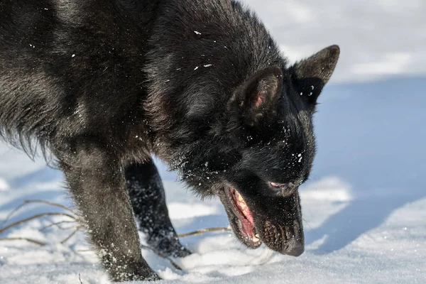 Şubat ayında İsveç 'in Skaraborg kentindeki Bredebolet' te güneşli bir günde güzel bir Alman çoban köpeği karlı bir çayırda oynuyor.