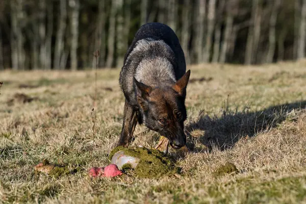 A German Shepherd dog eat lamb offal in a meadow on a sunny day in Bredebolet in Skaraborg in Vaestra Goetaland in Sweden