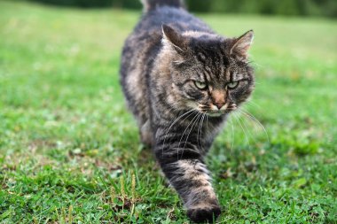 Skaraborg İsveç 'te çayırda oynayan güzel, sevimli kedi.