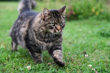 Skaraborg İsveç 'te çayırda oynayan güzel, sevimli kedi.