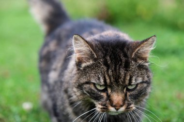 Skaraborg İsveç 'te çayırda oynayan güzel, sevimli kedi.