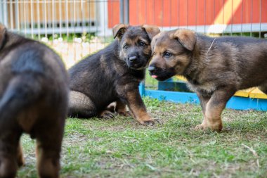 Skaraborg İsveç 'te güneşli bir günde bahçede oynayan güzel ve şirin Alman çoban köpekleri.