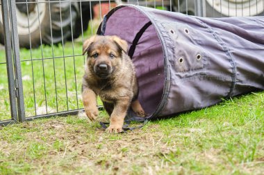 Skaraborg İsveç 'te güneşli bir günde bahçede oynayan güzel ve şirin Alman çoban köpekleri.