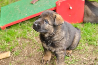 Skaraborg İsveç 'te güneşli bir günde bahçede oynayan güzel ve şirin Alman çoban köpekleri.
