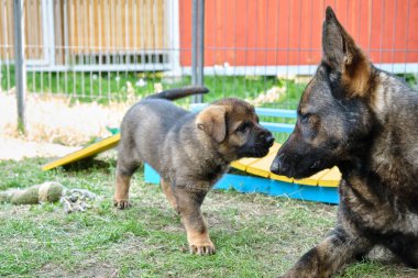 Skaraborg İsveç 'te güneşli bir günde bahçede oynayan güzel ve şirin Alman çoban köpekleri.