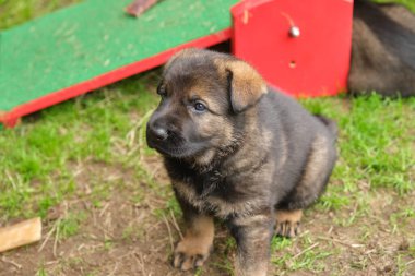 Skaraborg İsveç 'te güneşli bir günde bahçede oynayan güzel ve şirin Alman çoban köpekleri.