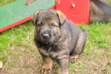 Skaraborg İsveç 'te güneşli bir günde bahçede oynayan güzel ve şirin Alman çoban köpekleri.