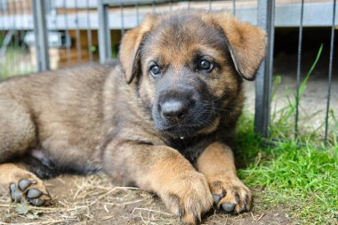 Skaraborg İsveç 'te güneşli bir günde bahçede oynayan güzel ve şirin Alman çoban köpekleri.