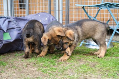 Skaraborg İsveç 'te güneşli bir günde bahçede oynayan güzel ve şirin Alman çoban köpekleri.