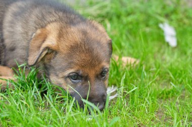Skaraborg İsveç 'te güneşli bir günde bahçede oynayan güzel ve şirin Alman çoban köpekleri.