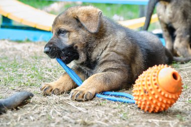 Skaraborg İsveç 'te güneşli bir günde bahçede oynayan güzel ve şirin Alman çoban köpekleri.