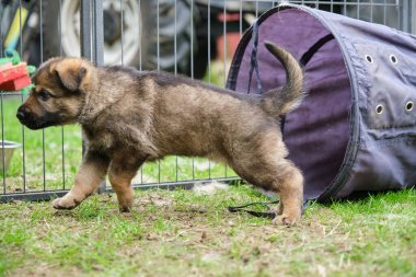 Skaraborg İsveç 'te güneşli bir günde bahçede oynayan güzel ve şirin Alman çoban köpekleri.