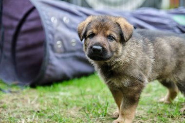 Skaraborg İsveç 'te güneşli bir günde bahçede oynayan güzel ve şirin Alman çoban köpekleri.