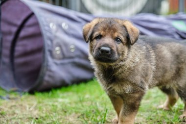 Skaraborg İsveç 'te güneşli bir günde bahçede oynayan güzel ve şirin Alman çoban köpekleri.