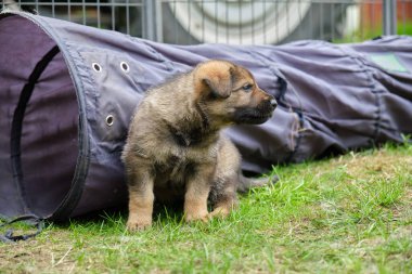 Skaraborg İsveç 'te güneşli bir günde bahçede oynayan güzel ve şirin Alman çoban köpekleri.