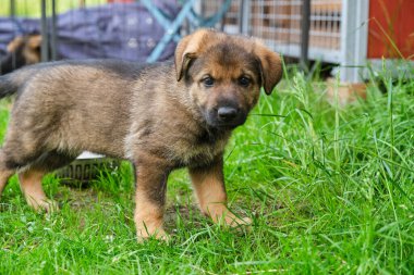 Skaraborg İsveç 'te güneşli bir günde bahçede oynayan güzel ve şirin Alman çoban köpekleri.