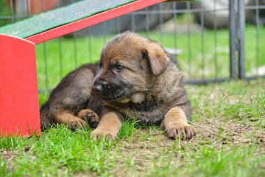 Skaraborg İsveç 'te güneşli bir günde bahçede oynayan güzel ve şirin Alman çoban köpekleri.