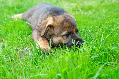 Skaraborg İsveç 'te güneşli bir günde bahçede oynayan güzel ve şirin Alman çoban köpekleri.