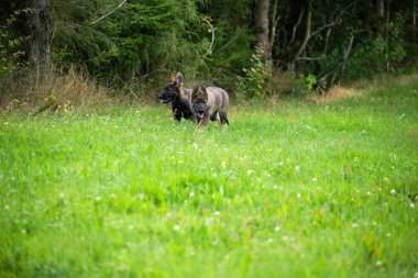 Skaraborg İsveç 'te güneşli bir günde bahçede oynayan güzel ve şirin Alman çoban köpekleri.
