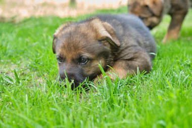 Skaraborg İsveç 'te güneşli bir günde bahçede oynayan güzel ve şirin Alman çoban köpekleri.