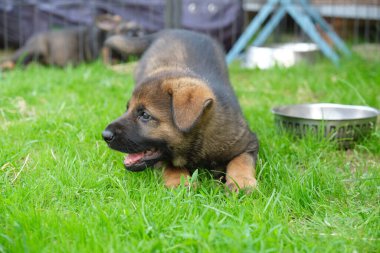 Skaraborg İsveç 'te güneşli bir günde bahçede oynayan güzel ve şirin Alman çoban köpekleri.