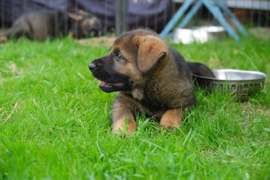 Skaraborg İsveç 'te güneşli bir günde bahçede oynayan güzel ve şirin Alman çoban köpekleri.