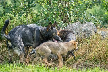 Yazın Skaraborg İsveç 'te güneşli bir günde çayırda oynayan gri Alman çoban köpekleri ve gri Alman çoban köpekleri.