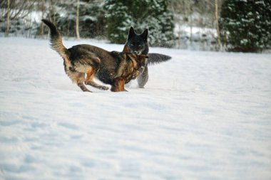 Skaraborg İsveç 'te güneşli bir kış gününde karlı bir çayırda oynayan siyah ve gri Alman çoban köpekleri.