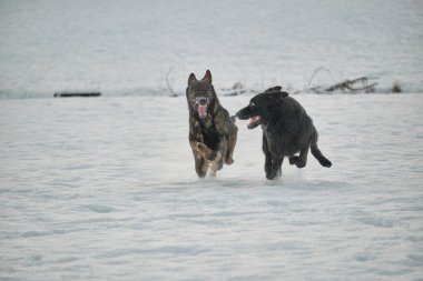 Skaraborg İsveç 'te güneşli bir kış gününde karlı bir çayırda oynayan siyah ve gri Alman çoban köpekleri.