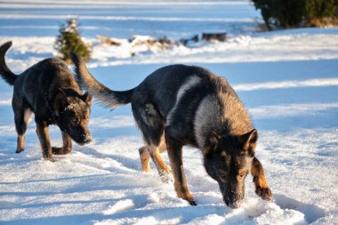 Skaraborg İsveç 'te güneşli bir kış gününde karlı bir çayırda oynayan siyah ve gri Alman çoban köpekleri.