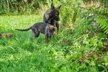 Yazın Skaraborg İsveç 'te güneşli bir günde çayırda oynayan gri Alman çoban köpekleri ve gri Alman çoban köpekleri.