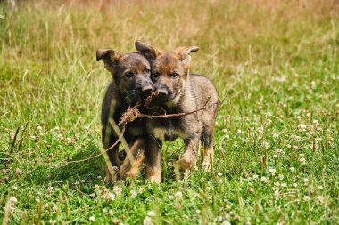 Yazın Skaraborg İsveç 'te güneşli bir günde çayırda oynayan gri Alman çoban köpekleri ve gri Alman çoban köpekleri.