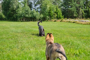 Yazın Skaraborg İsveç 'te güneşli bir günde çayırda oynayan gri Alman çoban köpekleri ve gri Alman çoban köpekleri.