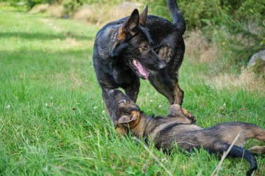 Yazın Skaraborg İsveç 'te güneşli bir günde çayırda oynayan gri Alman çoban köpekleri ve gri Alman çoban köpekleri.