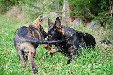 Yazın Skaraborg İsveç 'te güneşli bir günde çayırda oynayan gri Alman çoban köpekleri ve gri Alman çoban köpekleri.