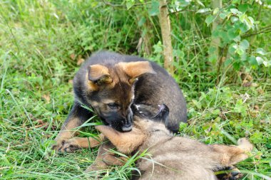 Yazın Skaraborg İsveç 'te güneşli bir günde çayırda oynayan gri Alman çoban köpekleri ve gri Alman çoban köpekleri.