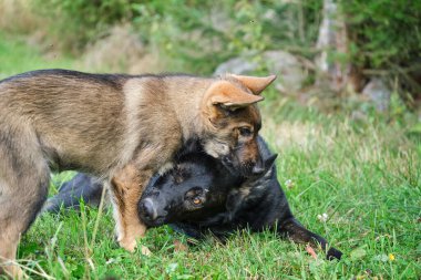 Yazın Skaraborg İsveç 'te güneşli bir günde çayırda oynayan gri Alman çoban köpekleri ve gri Alman çoban köpekleri.