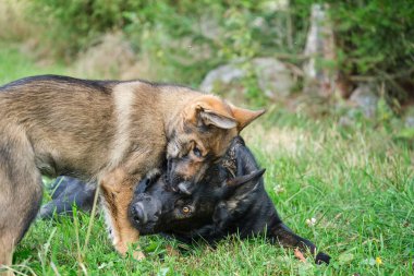 Yazın Skaraborg İsveç 'te güneşli bir günde çayırda oynayan gri Alman çoban köpekleri ve gri Alman çoban köpekleri.