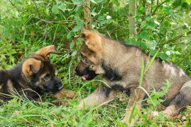 Yazın Skaraborg İsveç 'te güneşli bir günde çayırda oynayan gri Alman çoban köpekleri ve gri Alman çoban köpekleri.