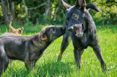 Yazın Skaraborg İsveç 'te güneşli bir günde çayırda oynayan gri Alman çoban köpekleri ve gri Alman çoban köpekleri.