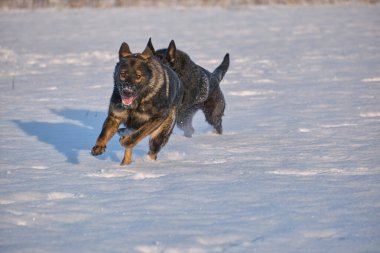 Skaraborg İsveç 'te güneşli bir kış gününde karlı bir çayırda oynayan siyah ve gri Alman çoban köpekleri.