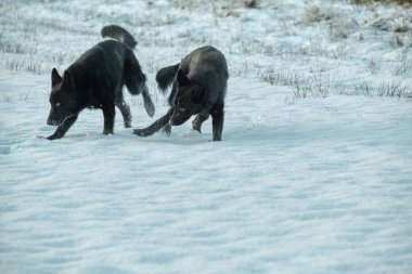 Skaraborg İsveç 'te güneşli bir kış gününde karlı bir çayırda oynayan siyah ve gri Alman çoban köpekleri.