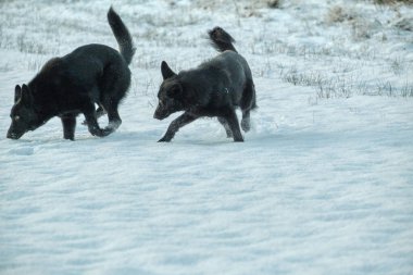 Skaraborg İsveç 'te güneşli bir kış gününde karlı bir çayırda oynayan siyah ve gri Alman çoban köpekleri.