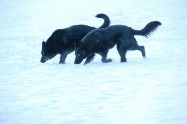Skaraborg İsveç 'te güneşli bir kış gününde karlı bir çayırda oynayan siyah ve gri Alman çoban köpekleri.