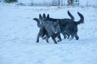 Skaraborg İsveç 'te güneşli bir kış gününde karlı bir çayırda oynayan siyah ve gri Alman çoban köpekleri.