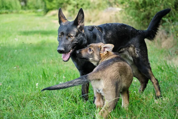 Gray German Shepherds and Gray German Shepherd puppies playing in a meadow in summer on a sunny day in Skaraborg Sweden