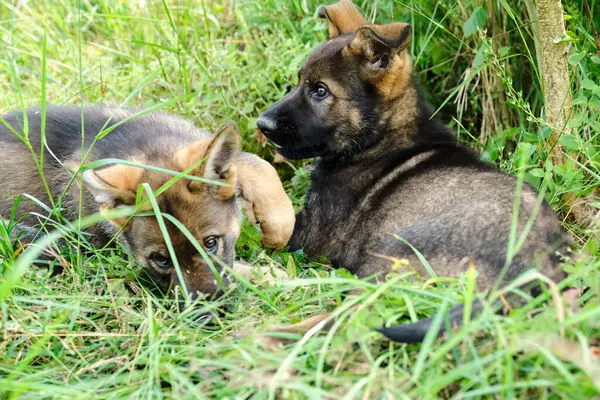 Gray German Shepherds and Gray German Shepherd puppies playing in a meadow in summer on a sunny day in Skaraborg Sweden