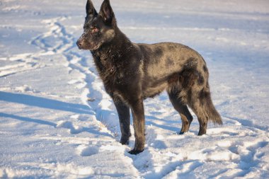 Skaraborg İsveç 'te güneşli bir günde, kışın karlı bir çayırdaki güzel siyah Alman dişi köpek.