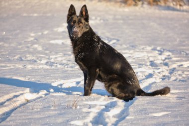 Skaraborg İsveç 'te güneşli bir günde, kışın karlı bir çayırdaki güzel siyah Alman dişi köpek.